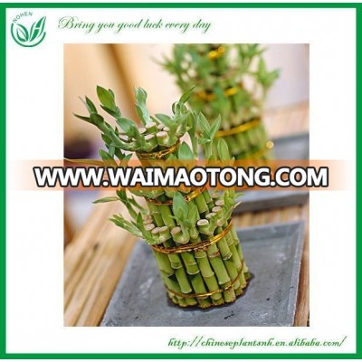 indoor plants 3 layer tower shape lucky bamboo dracaena sanderiana