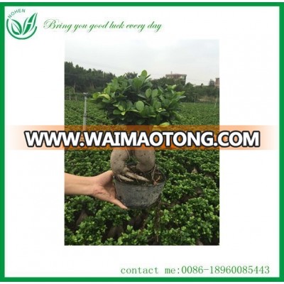 Ficus Microcarpa Ficus Ginseng