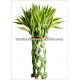 LB-018 Draceana Braided 20 Stems (Gold) 45cm Lucky Bamboo