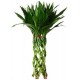 LB-016 : DRACEANA BRAIDED 20 STEMS (GREEN) 45 CM DRACEANA LUCKY BAMBOO