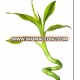 LB-005 : DRACEANA BAMBOO SPIRAL GOLD DRACEANA LUCKY BAMBOO