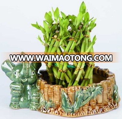 LUCKY BAMBOO (pineapple shape )