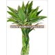 LB-021 Draceana Braided 9 Stems (Green) Lucky Bamboo