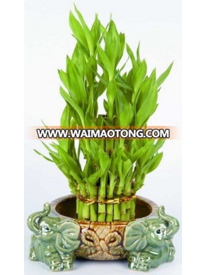 Home Decoration Tower Lucky Bamboo