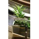 Lucky Bamboo Decorative Plants