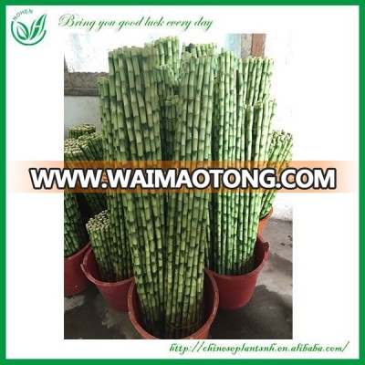 Ornamental Dracaena Sanderiana Spiral Lucky Bamboo