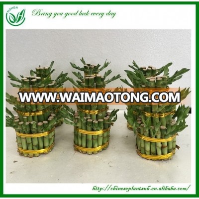 Chinese Lucky Bamboo Plant