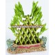 Pyramid 5 layer lucky bamboo