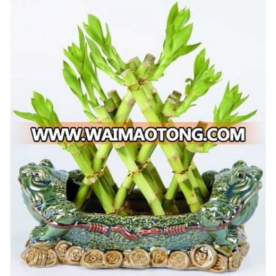 Pyramid 3 layer lucky bamboo