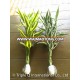 Straight Stem Lucky Bamboo