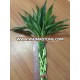 Lucky Bamboo