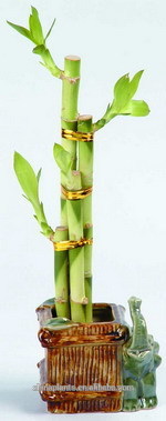 tower lucky bamboo