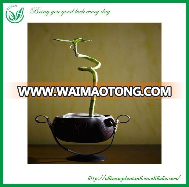 Ornamental Plants Spiral Lucky Bamboo