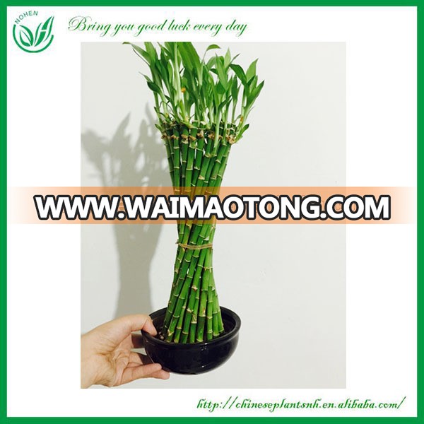 Special Thin Waist Shaped Braided Lucky Bamboo Wholesale