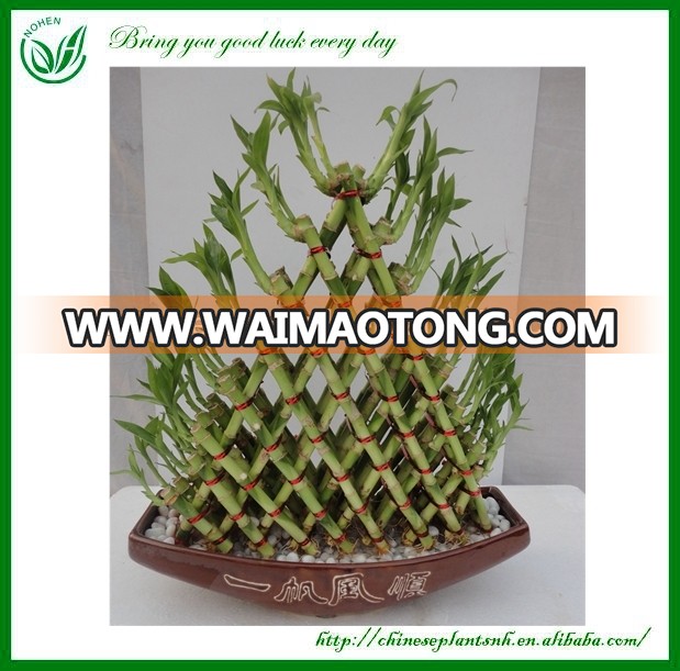 Indoor Decoration Wholesale Lucky Bamboo