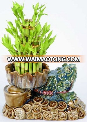 Tower Lucky Bamboo Plants