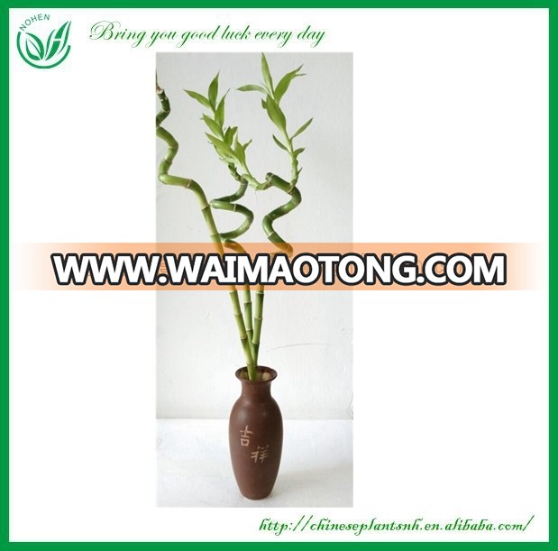 Lucky Bamboo Wholesale