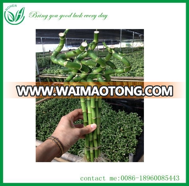 Indoor plants spiral/curl lucky bamboo(Dracaena sanderiana)