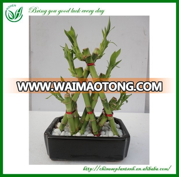 Pyramid Dracaena Lucky Bamboo