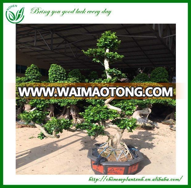 S Shaped Ficus Microcarpa