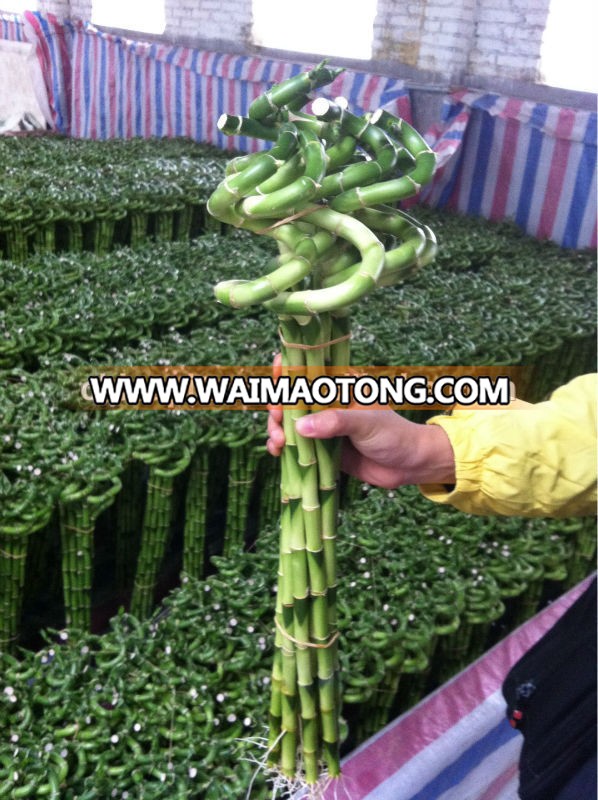 Home Decoration Ornamental Plants Spiral Lucky Bamboo