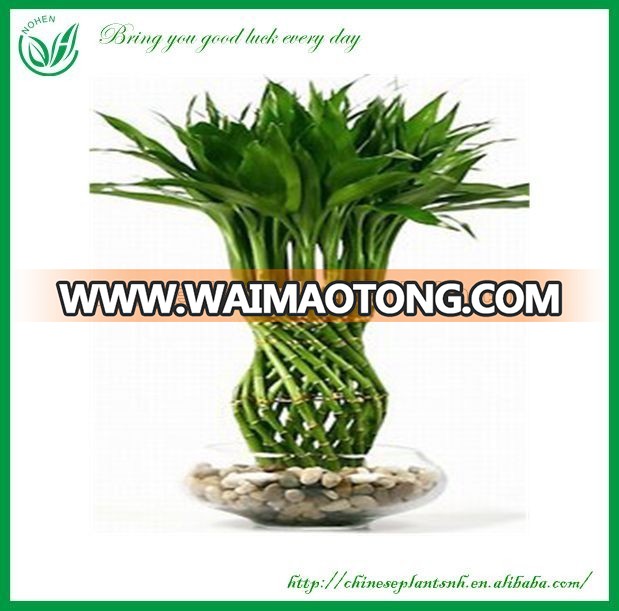 lucky bamboo braided (heart shape )