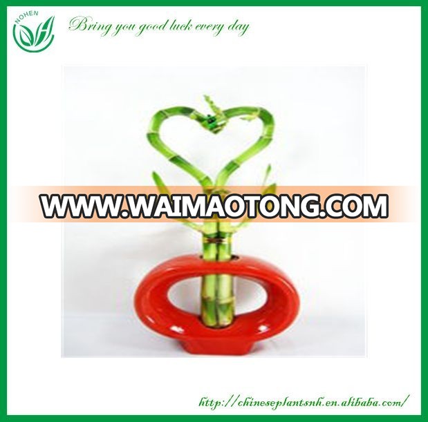 Braided Heart Shape Lucky Bamboo