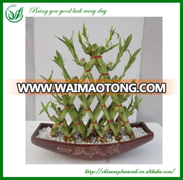 Home Decoration Braided Lucky Bamboo