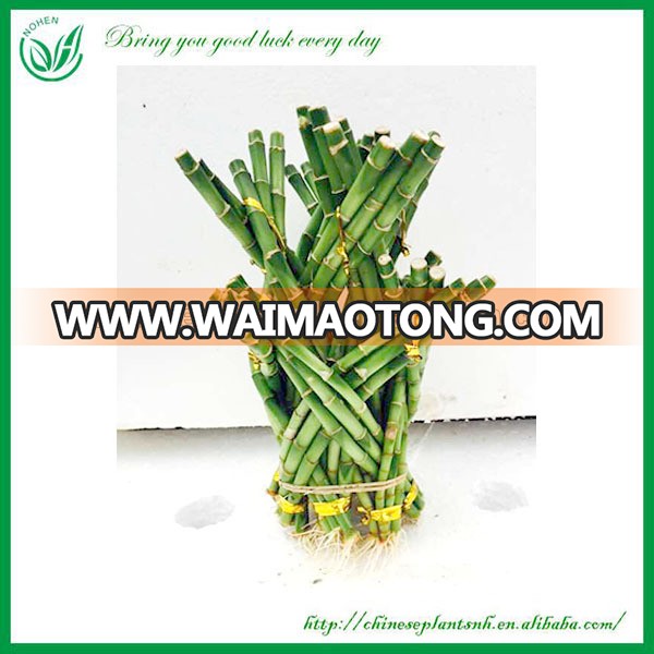 Dragon Tower Shaped Braided Lucky Bamboo