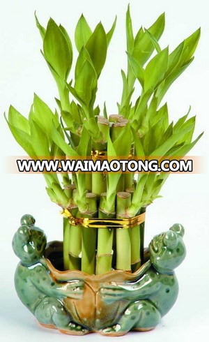 Decoration Tower Lucky Bamboo