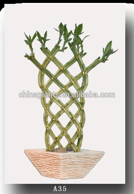 LUCKY BAMBOO (small weave shape )