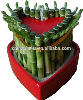 LUCKY BAMBOO (heart shape )