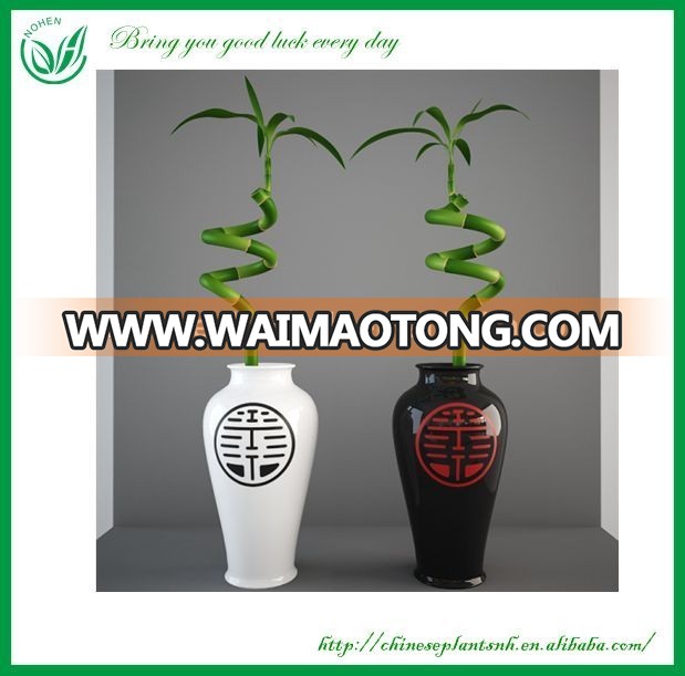 Natural Plants Spiral Lucky Bamboo