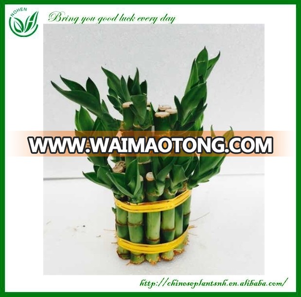 Mini 2 layer Dracaena Lucky Bamboo Plants Sale