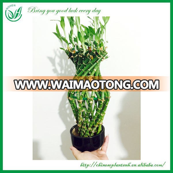 Bottle Shaped Dracaena Sanderiana Lucky Bamboo