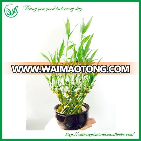 Decorated Basket Shaped Braided Lucky Bamboo Wholesale