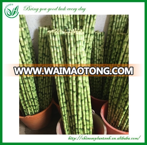 Decoration Indoor Straight Lucky Bamboo Plant