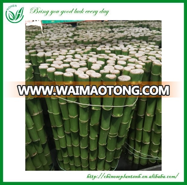 Home Decoration Straight Dracaena Sanderiana Lucky Bamboo