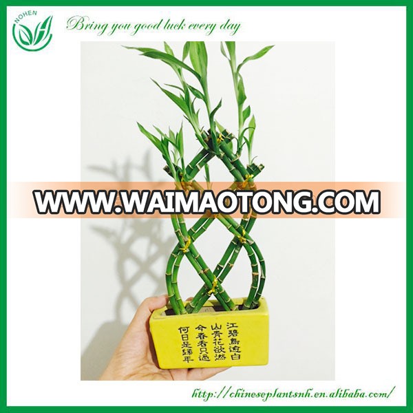 Small Weaves Lucky Bamboo Plant