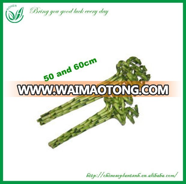 Natural Plants Spiral Lucky Bamboo