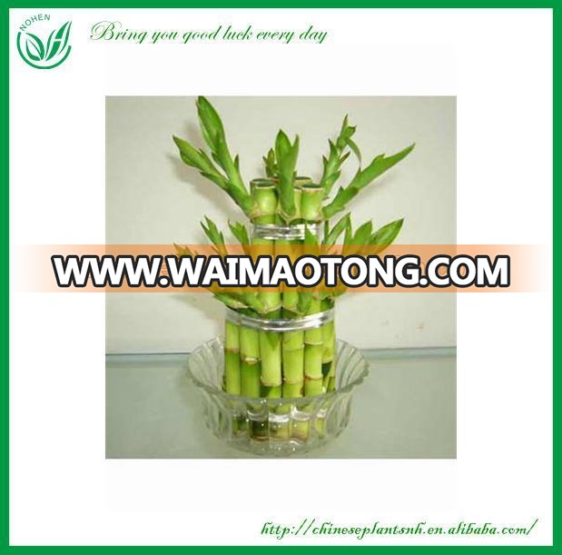 Dracaena Sanderiana Tower Lucky Bamboo