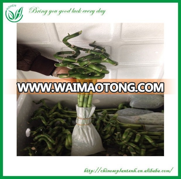 spiral lucky bamboo(dracaena sanderiana)