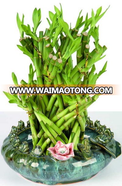 LUCKY BAMBOO braided (dragon shape )