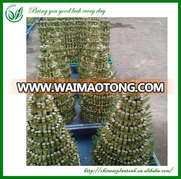 Dracaena Tower Shaped Lucky Bamboo