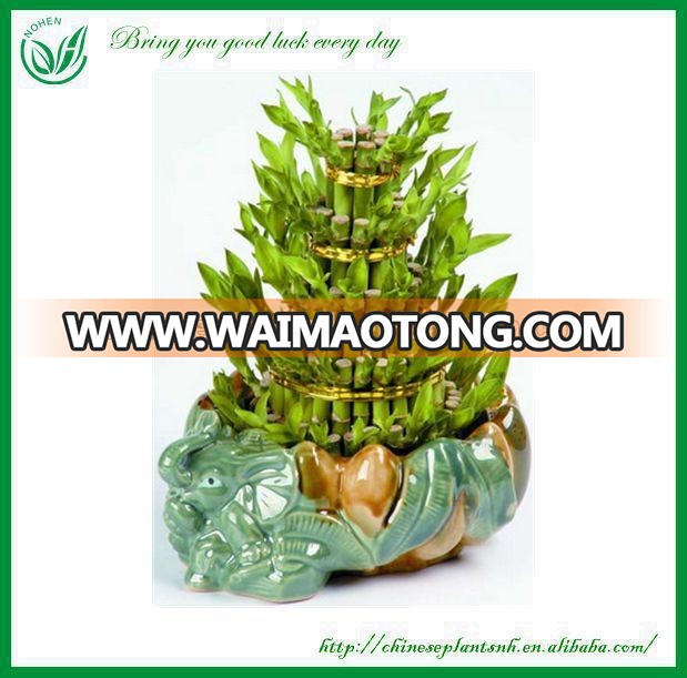 Tower Dracaena Sanderiana Lucky Bamboo